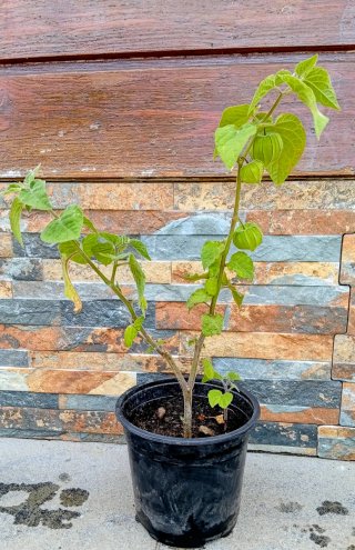 Physalis peruviana - Planta de aguaymanto