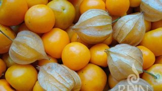 Physalis peruviana - Planta de aguaymanto