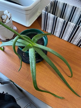 Planta Aloe Vera