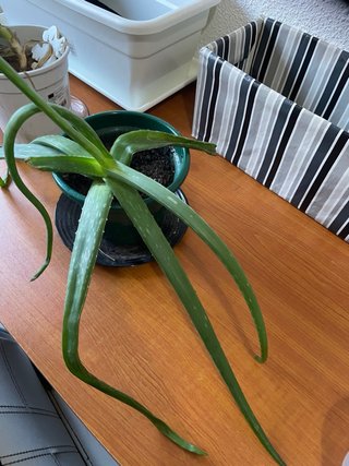 Planta Aloe Vera