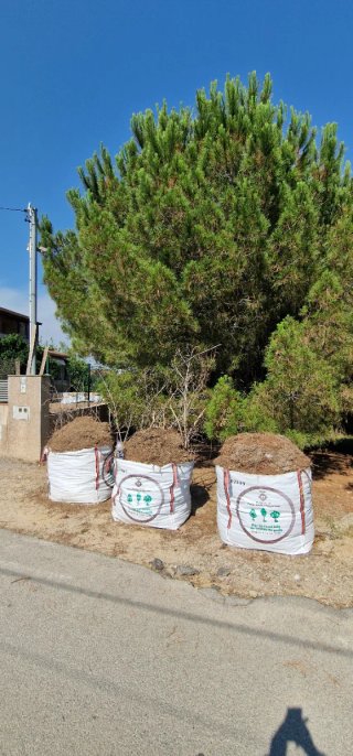 Leña de pino para chimenea o barbacoa
