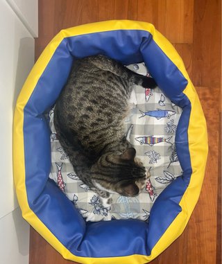 Cuccia per gatto/cane blu e gialla