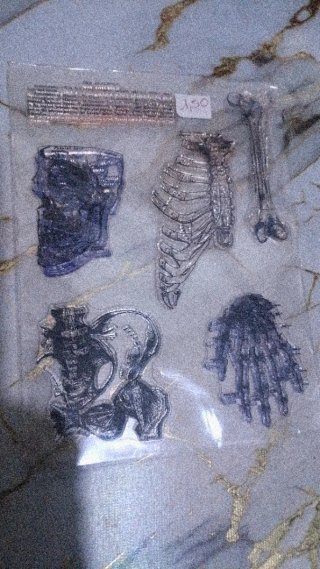 Sellos de anatomía humana