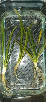 Sagittaria Subulata Planta Acuario Agua Dulce