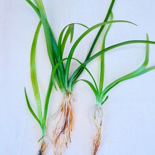 Sagittaria Subulata Planta Acuario Agua Dulce
