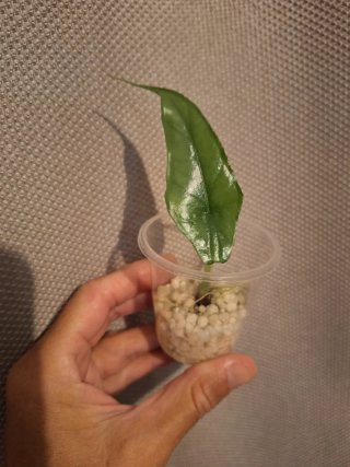 Alocasia heterophylla