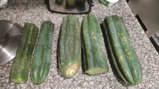 Cactos San Pedro/(Echinopsis pachanoi