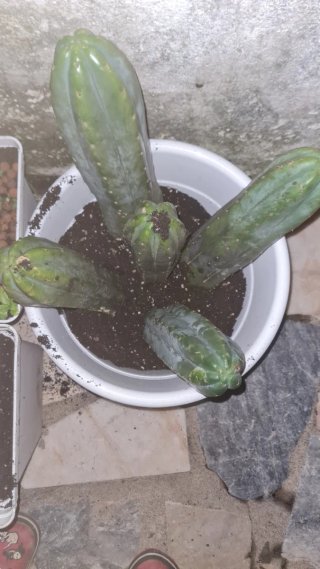 Cactos San Pedro/(Echinopsis pachanoi