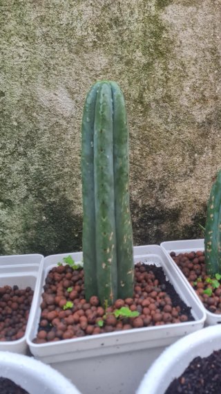 Cactos San Pedro/(Echinopsis pachanoi