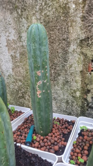 Cactos San Pedro/(Echinopsis pachanoi