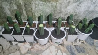 Cactos San Pedro/(Echinopsis pachanoi
