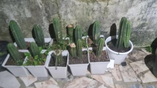 Cactos San Pedro/(Echinopsis pachanoi