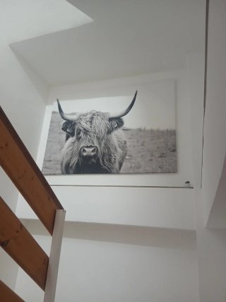 Cuadro Vaca Highland Blanco y Negro