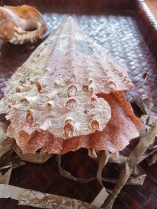 Conchiglia  bivalva gigante mediterraneo