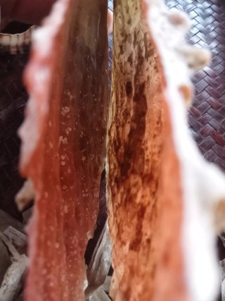 Conchiglia  bivalva gigante mediterraneo