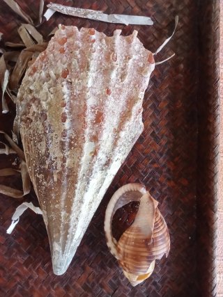 Conchiglia  bivalva gigante mediterraneo
