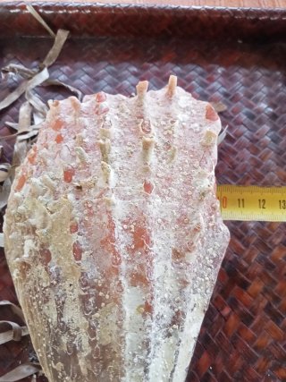 Conchiglia  bivalva gigante mediterraneo