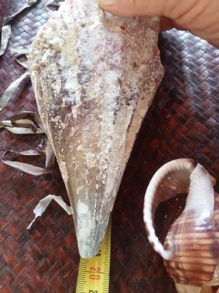 Conchiglia  bivalva gigante mediterraneo