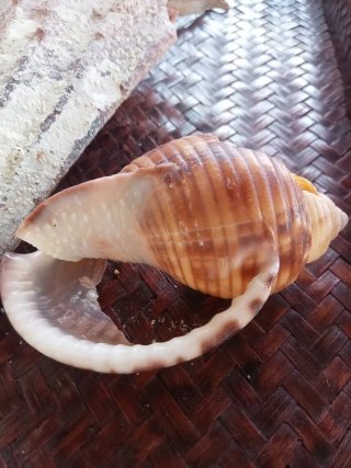 Conchiglia  bivalva gigante mediterraneo