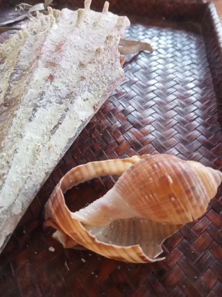 Conchiglia  bivalva gigante mediterraneo