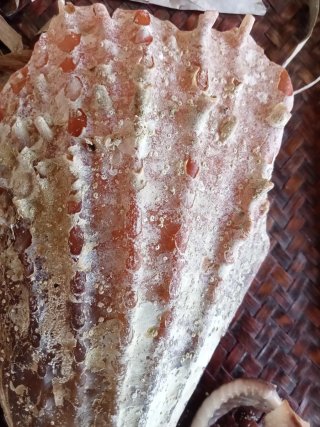 Conchiglia  bivalva gigante mediterraneo