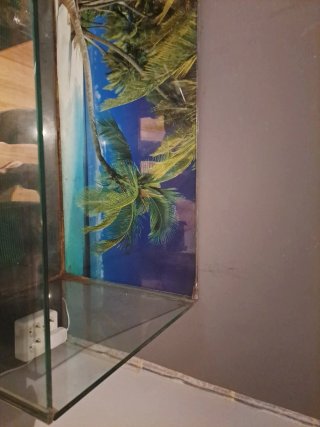 Terrario de cristal con fondo tropical
