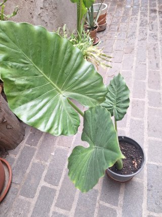 Planta de interior con hojas grandes