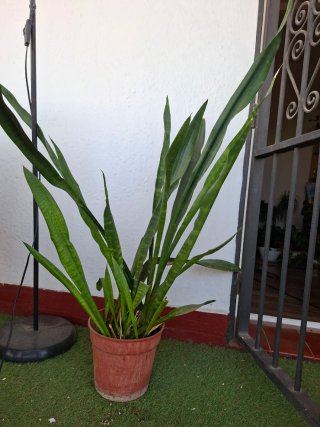 Planta Sansevieria Gigante