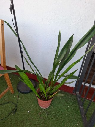 Planta Sansevieria Gigante