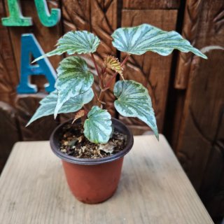 Begonia U682 'Irian Jaya' auténtica Indonesia,