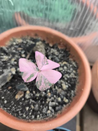 Oxalis Variegata