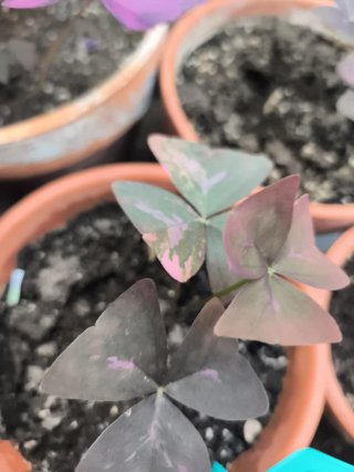 Oxalis Variegata