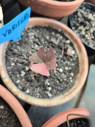 Oxalis Variegata