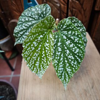 Begonia Comte de Lesseps