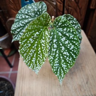 Begonia Comte de Lesseps