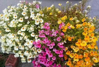Semi Nemesia Mix - Fiori Speciali