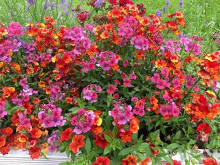 Semi Nemesia Mix - Fiori Speciali