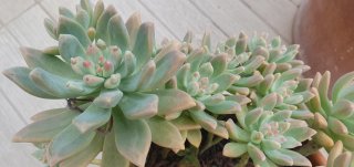 Suculenta Graptosedum