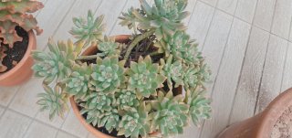 Suculenta Graptosedum