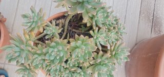 Suculenta Graptosedum
