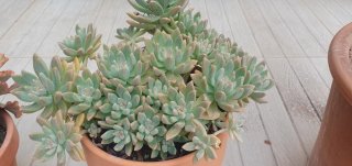Suculenta Graptosedum
