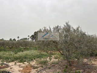 Chalet en venta en La Algoda - Matola - El Pla en Elche