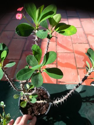 Tres plantas variadas