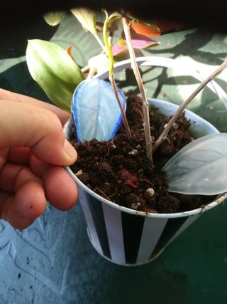 Planta Morada con Flor Rosa
