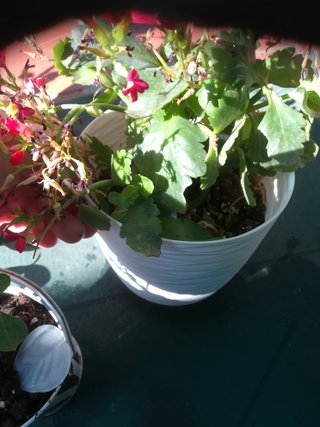 Planta Morada con Flor Rosa
