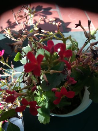 Planta Morada con Flor Rosa