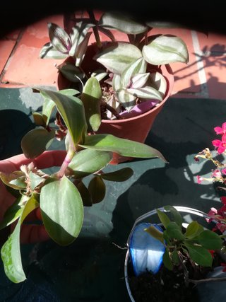 Planta Morada con Flor Rosa