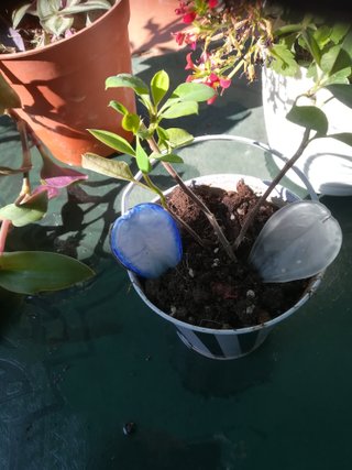 Planta Morada con Flor Rosa