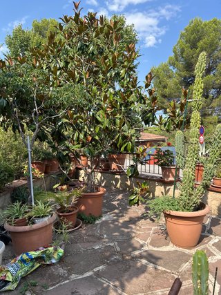 Planta Magnolia Grande en Maceta
