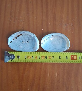conchas de abulón del Mediterráneo